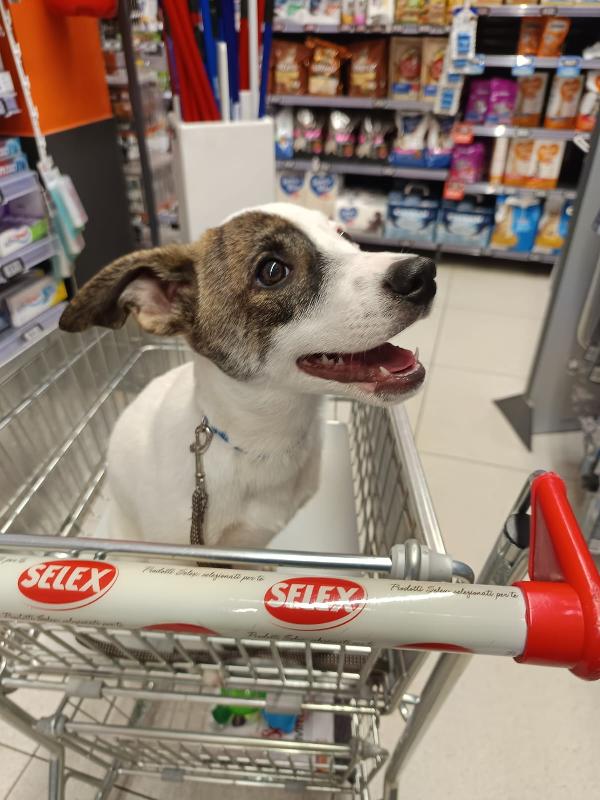 Cucciolino Taglia Piccola